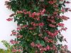bleeding-heart