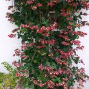 BEAUTIFUL PLANTS The Villages Florida