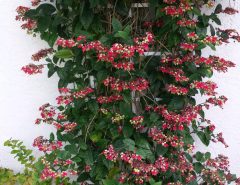 BEAUTIFUL PLANTS The Villages Florida