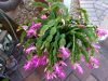 christmas-cactus