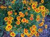 coreopsis