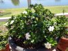 gardenia-sngl