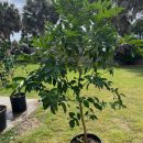 Florida Fruit Trees The Villages Florida