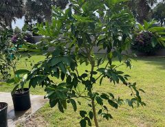 Florida Fruit Trees The Villages Florida