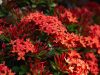 ixora-red