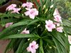 mex-petunia-dwarf