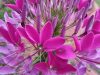spider-plant-cleome2