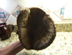Softball Glove The Villages Florida