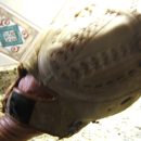 Softball Glove The Villages Florida