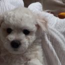 Bichon frize puppy male female available The Villages Florida