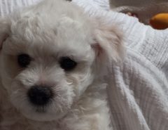 Bichon frize puppy male female available The Villages Florida