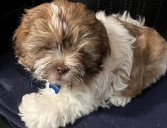 Shih Tzu Puppy for Sale The Villages Florida