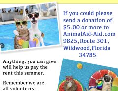 Animal Aid Dog Adoption Day The Villages Florida