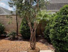 Indoor 9 1/2′ artificial tree in container The Villages Florida