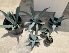 Blue AGAVE PLANTS  $30. for all or priced individually The Villages Florida