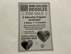 Puppies The Villages Florida