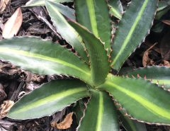 Lophantha Splendida Pups The Villages Florida