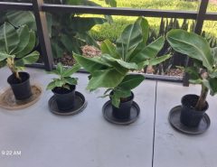 Dwarf Cavendish Banana Plants The Villages Florida