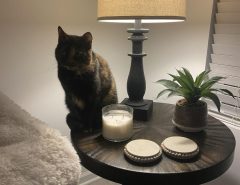 Rehone Family Cat GRACIE! The Villages Florida