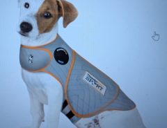 Dog Thunder shirt, Sport model, size small The Villages Florida