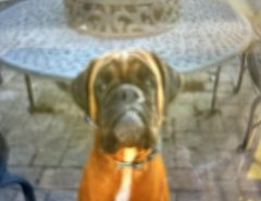 Rehome Boxer The Villages Florida